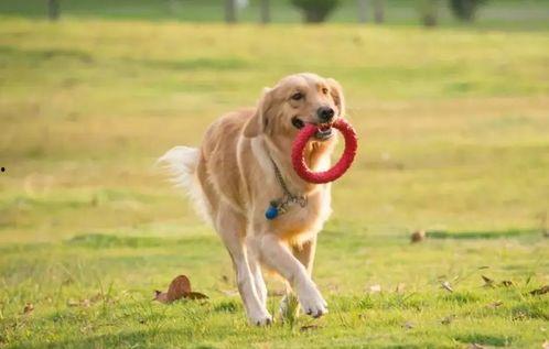 国产大蛇宠物推荐视频,揭秘视频中的热门宠物魅力